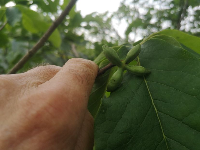  - arbori fructiferi 2023