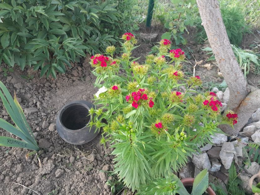  - 2023 floricele din grădină