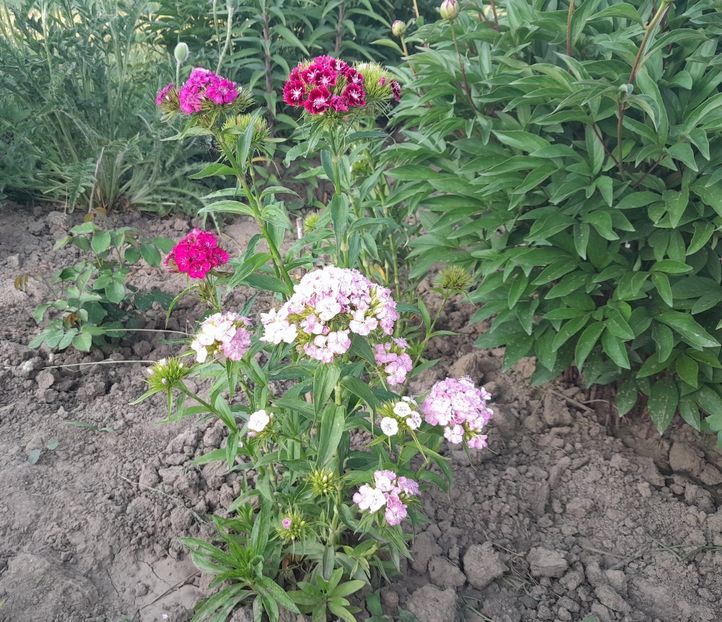  - 2023 floricele din grădină