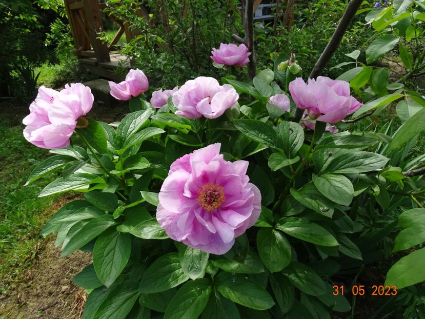 May Lilac - Irisi si bujori 2023