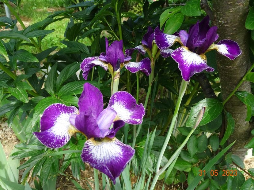 iris sibirica Currier - Irisi si bujori 2023