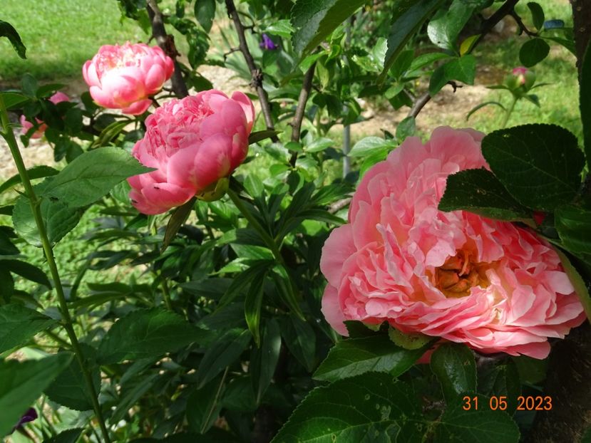 Pink Hawaiian Coral - Irisi si bujori 2023