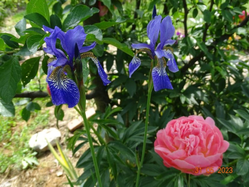 iris sibirica Blue King - Irisi si bujori 2023