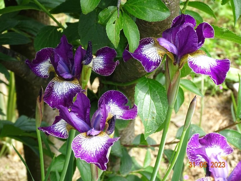iris sibirica Currier - Irisi si bujori 2023