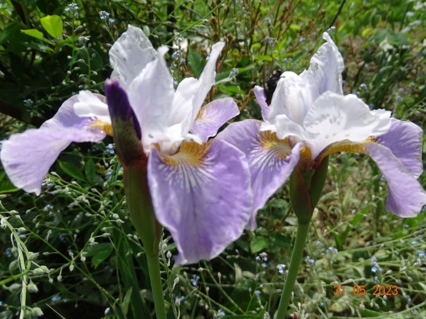 iris sibirica Dance Ballerina Dance - Irisi si bujori 2023