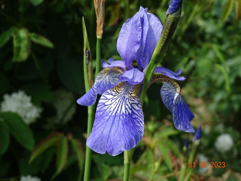 iris sibirica Fran's Gold - Irisi si bujori 2023