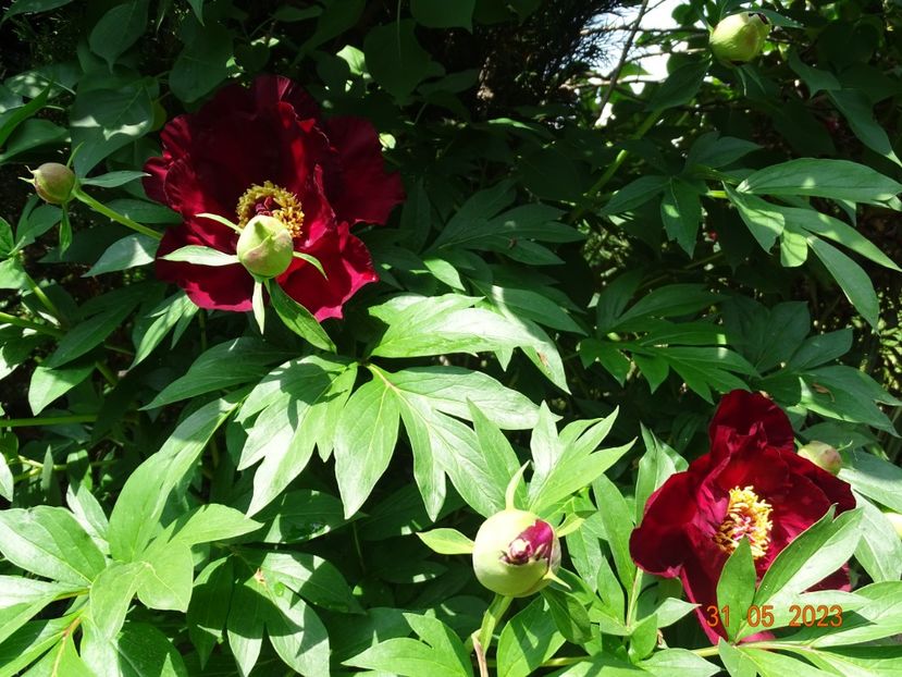 Scarlet Heaven - Irisi si bujori 2023