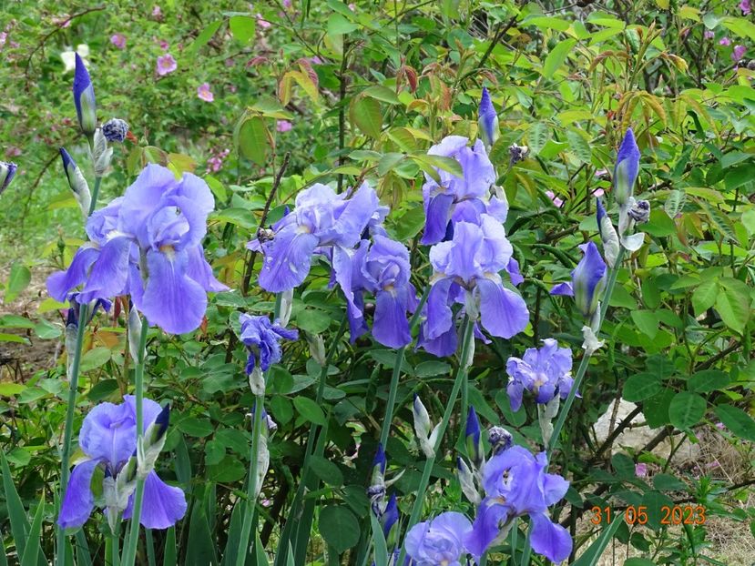 iris pallida - Irisi si bujori 2023