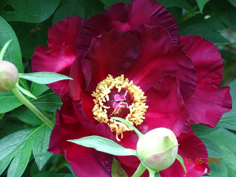 Scarlet Heaven - Irisi si bujori 2023
