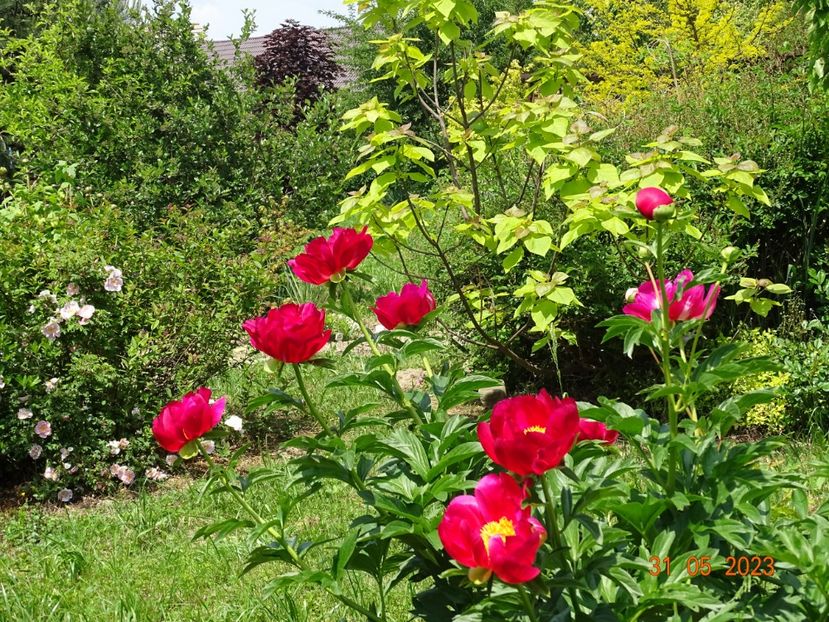 Scarlet oHara - Irisi si bujori 2023