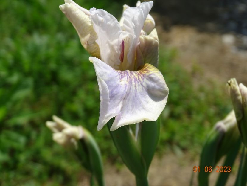 iris sibirica Not Quite White - Irisi si bujori 2023