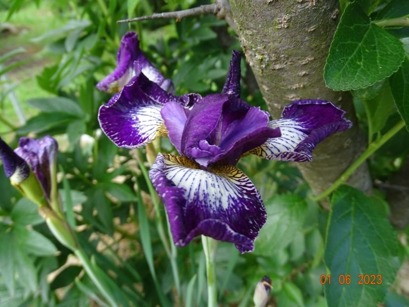 iris sibirica Currier - Irisi si bujori 2023
