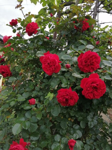  - Florentina urcator