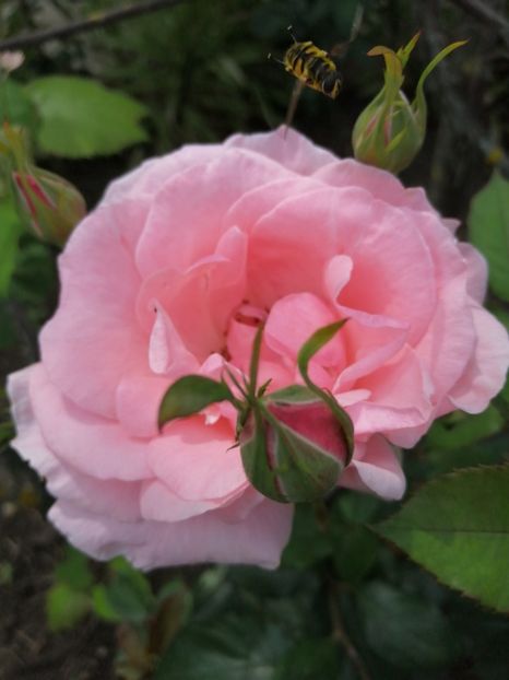  - Trandafiri 2020_2022 2023