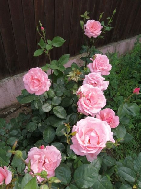  - Trandafiri 2020_2022 2023