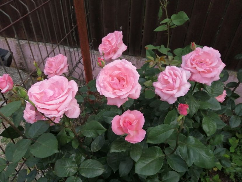  - Trandafiri 2020_2022 2023