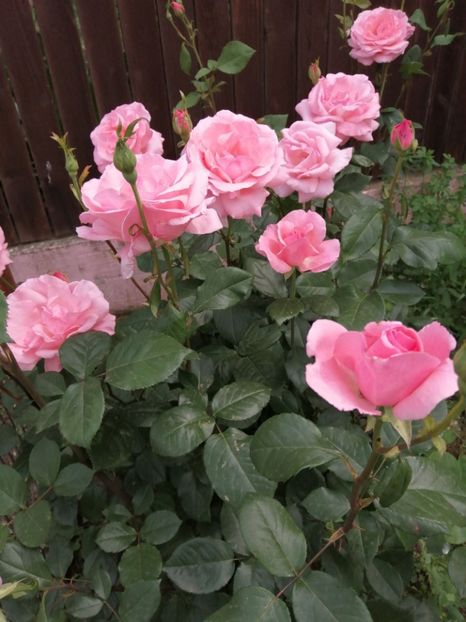  - Trandafiri 2020_2022 2023