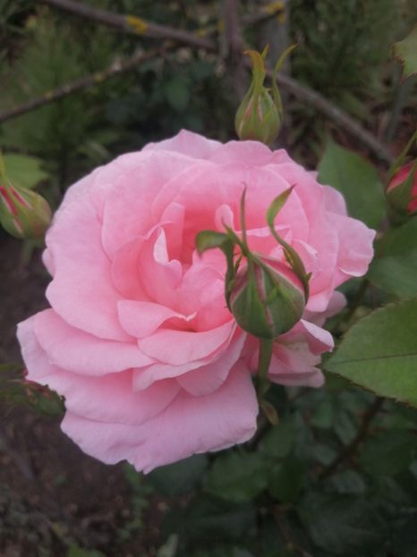  - Trandafiri 2020_2022 2023