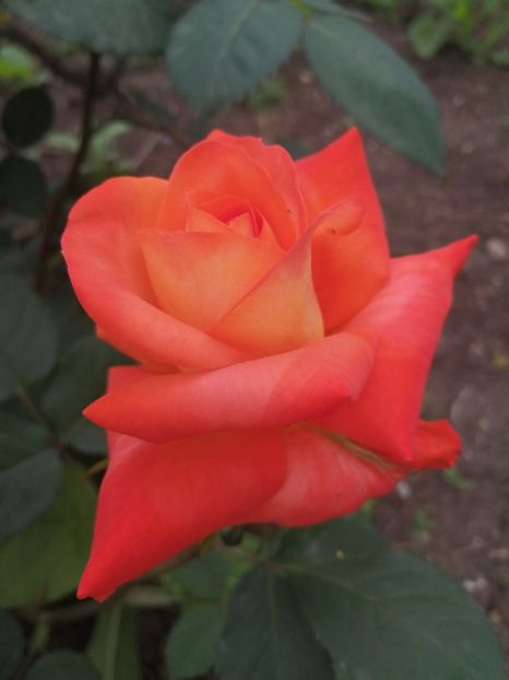  - Trandafiri 2020_2022 2023