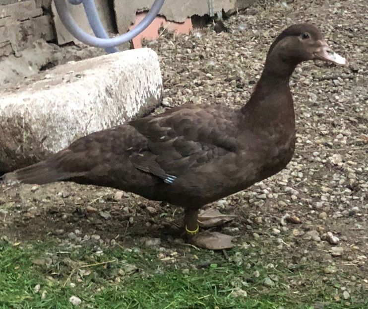 60 zile - Bomboane asortate 2023