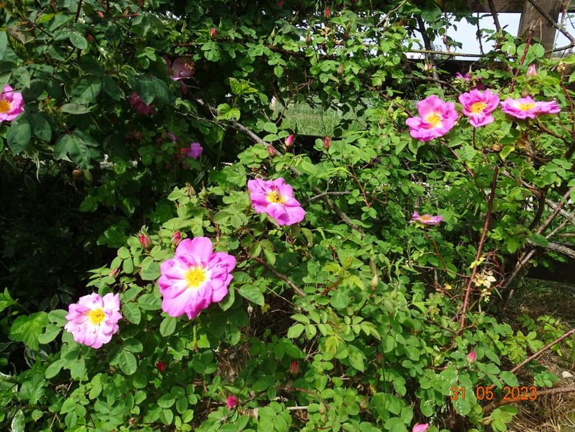  - Trandafiri 2023