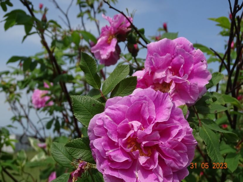  - Trandafiri 2023