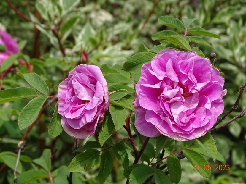  - Trandafiri 2023