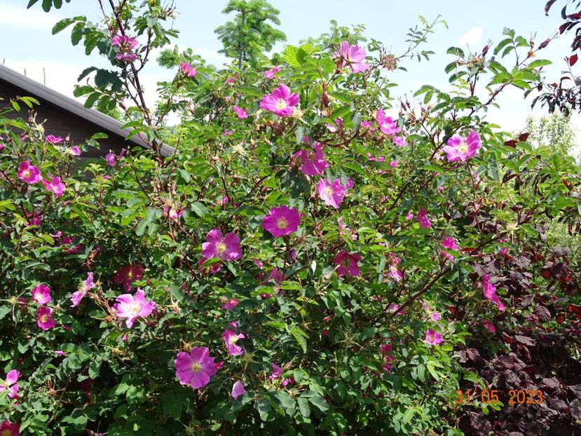  - Trandafiri 2023