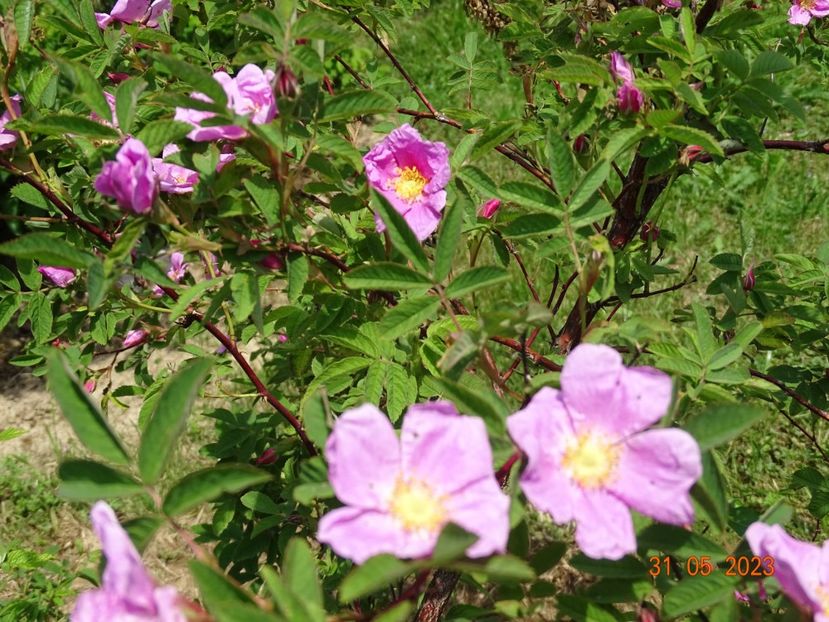  - Trandafiri 2023
