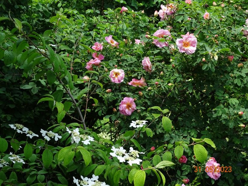  - Trandafiri 2023