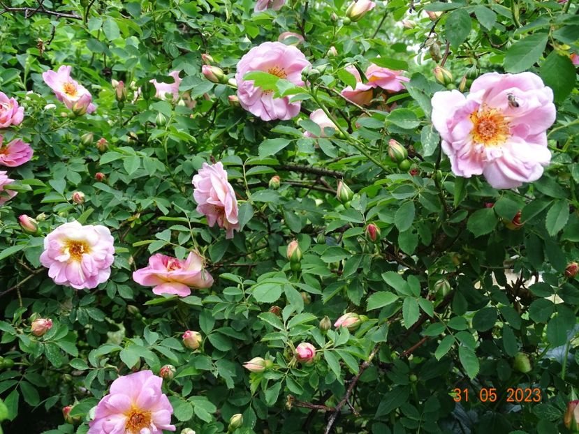  - Trandafiri 2023