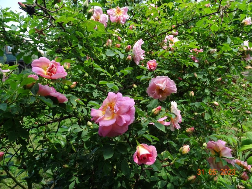  - Trandafiri 2023