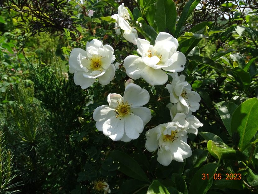  - Trandafiri 2023