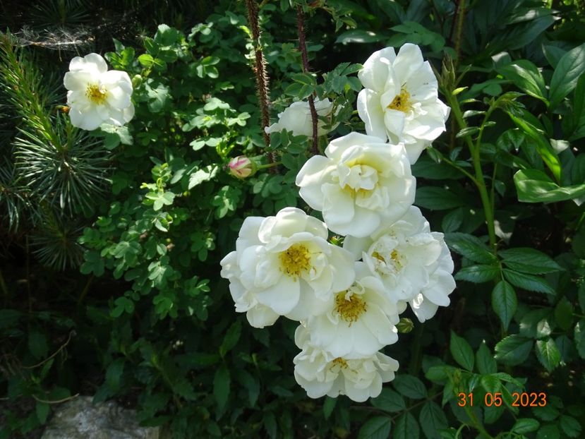  - Trandafiri 2023