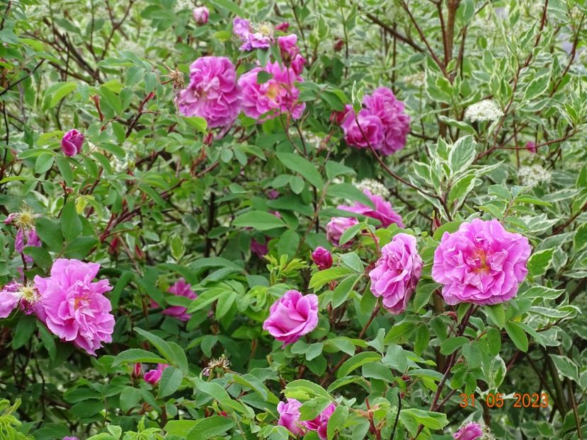  - Trandafiri 2023