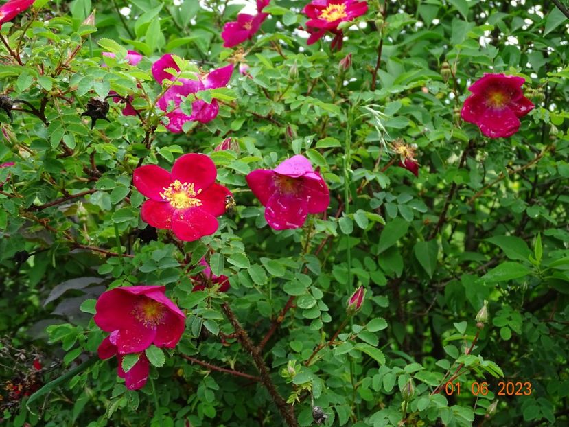  - Trandafiri 2023
