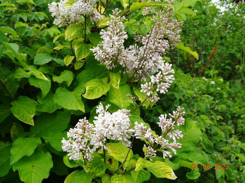 syringa villosa Aurea - Dobarland 2023 3