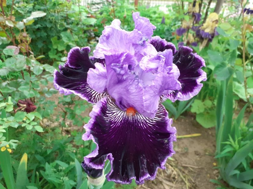 20230511_193254 - Copy - ANUL 2023