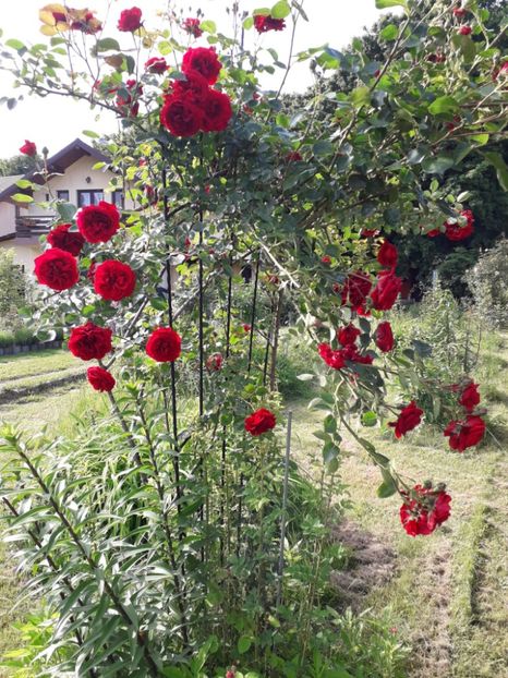 Symphatie , Kordes - Trandafiri