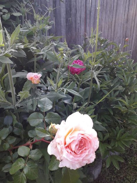 Abraham Darby - Trandafiri