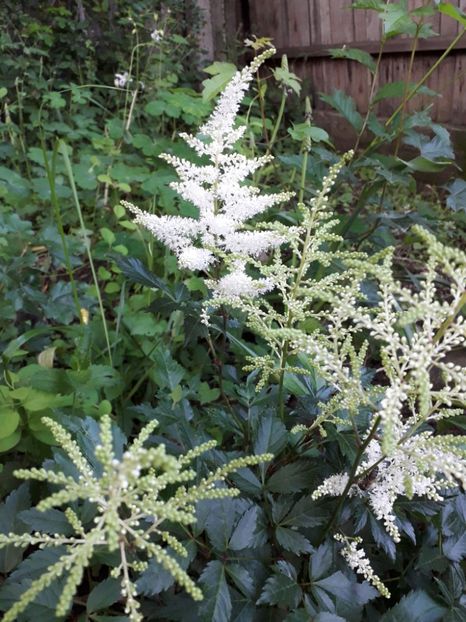 Astilbe Japonica "Washington" - Alta gradina 2023