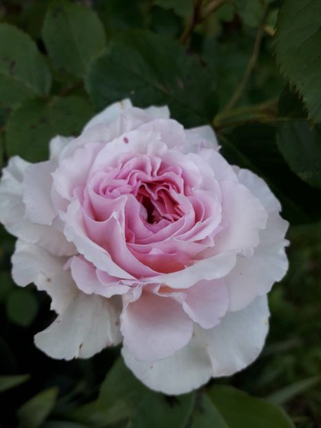 James Galway , David Austin - Trandafiri