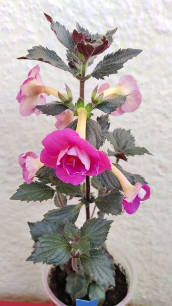  - x-P23-BriD s Roschen