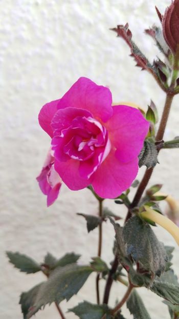  - x-P23-BriD s Roschen