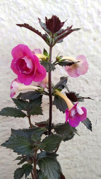  - x-P23-BriD s Roschen