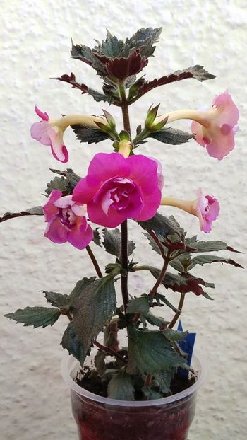  - x-P23-BriD s Roschen