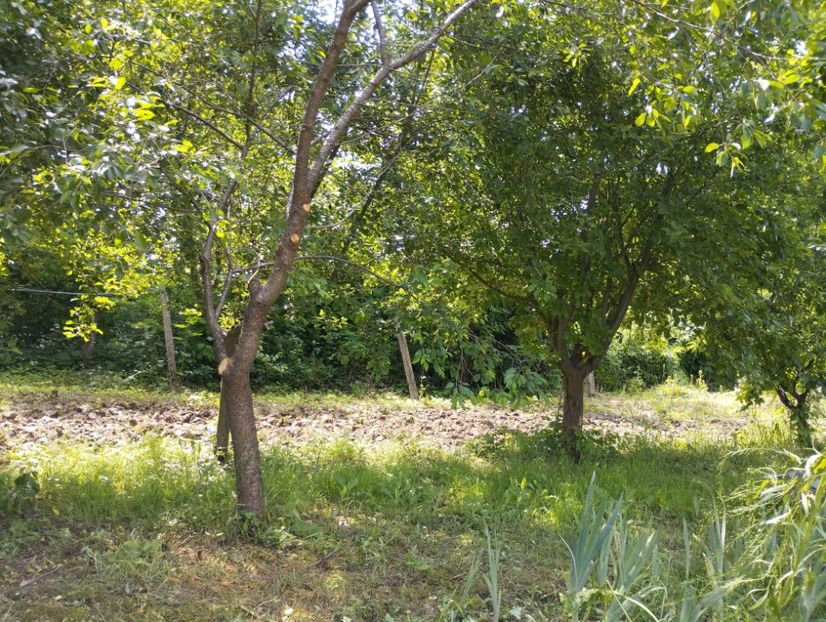  - Gradina 2023 vol 1