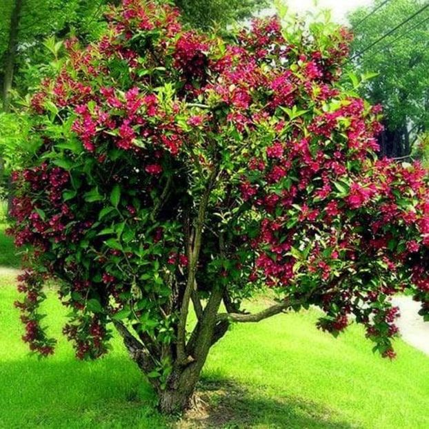 Weigela rubry Bristol-2 - WEIGELA rubry bristol