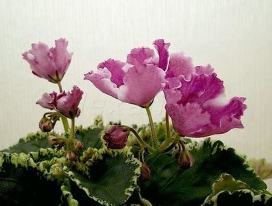 RS Kolokolnyj Zvon-dorinta - 0 violete mai 2003-frunze yanasi