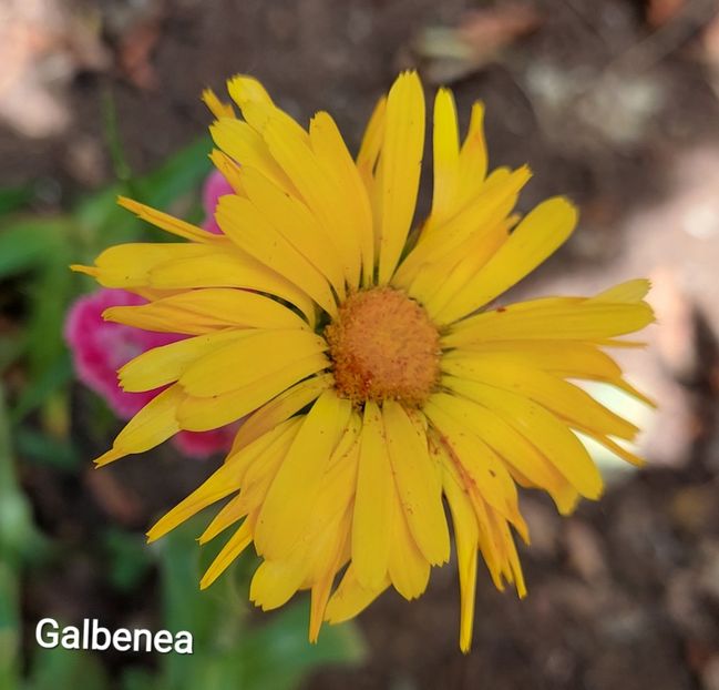  - 2023 - Grădinița de la bloc